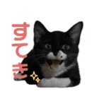 ねこの乳児院Tetorisia /子猫（個別スタンプ：40）