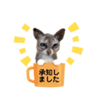 羊毛フェルト猫スタンプ日本語（個別スタンプ：1）