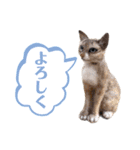 羊毛フェルト猫スタンプ日本語（個別スタンプ：4）