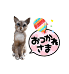 羊毛フェルト猫スタンプ日本語（個別スタンプ：5）