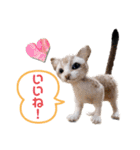 羊毛フェルト猫スタンプ日本語（個別スタンプ：6）