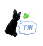 羊毛フェルト猫スタンプ日本語（個別スタンプ：7）