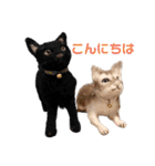 羊毛フェルト猫スタンプ日本語（個別スタンプ：8）
