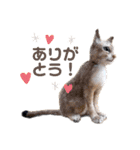 羊毛フェルト猫スタンプ日本語（個別スタンプ：9）