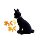 羊毛フェルト猫スタンプ日本語（個別スタンプ：10）