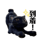 羊毛フェルト猫スタンプ日本語（個別スタンプ：11）