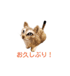 羊毛フェルト猫スタンプ日本語（個別スタンプ：12）