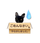 羊毛フェルト猫スタンプ日本語（個別スタンプ：13）