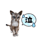 羊毛フェルト猫スタンプ日本語（個別スタンプ：14）
