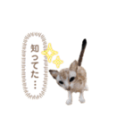 羊毛フェルト猫スタンプ日本語（個別スタンプ：15）