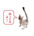 羊毛フェルト猫スタンプ日本語（個別スタンプ：17）