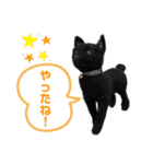 羊毛フェルト猫スタンプ日本語（個別スタンプ：18）
