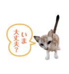 羊毛フェルト猫スタンプ日本語（個別スタンプ：20）