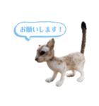 羊毛フェルト猫スタンプ日本語（個別スタンプ：22）