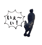 羊毛フェルト猫スタンプ日本語（個別スタンプ：23）
