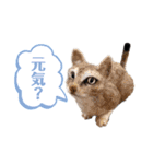 羊毛フェルト猫スタンプ日本語（個別スタンプ：24）