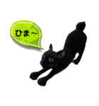 羊毛フェルト猫スタンプ日本語（個別スタンプ：26）