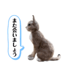 羊毛フェルト猫スタンプ日本語（個別スタンプ：28）