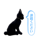 羊毛フェルト猫スタンプ日本語（個別スタンプ：30）