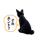 羊毛フェルト猫スタンプ日本語（個別スタンプ：31）