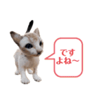 羊毛フェルト猫スタンプ日本語（個別スタンプ：32）
