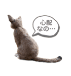 羊毛フェルト猫スタンプ日本語（個別スタンプ：33）