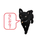 羊毛フェルト猫スタンプ日本語（個別スタンプ：34）