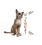 羊毛フェルト猫スタンプ日本語（個別スタンプ：35）