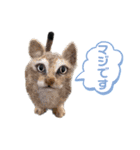 羊毛フェルト猫スタンプ日本語（個別スタンプ：37）