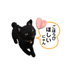 羊毛フェルト猫スタンプ日本語（個別スタンプ：38）