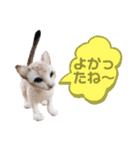 羊毛フェルト猫スタンプ日本語（個別スタンプ：39）