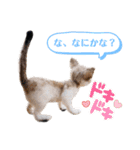 羊毛フェルト猫スタンプ日本語（個別スタンプ：40）