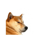 きなことすもも①（個別スタンプ：1）