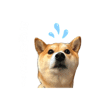 きなことすもも①（個別スタンプ：4）