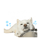 きなことすもも①（個別スタンプ：12）