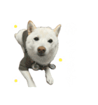 きなことすもも①（個別スタンプ：14）