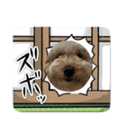 ピヨちゃん犬（個別スタンプ：3）