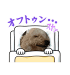 ピヨちゃん犬（個別スタンプ：6）