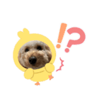 ピヨちゃん犬（個別スタンプ：13）