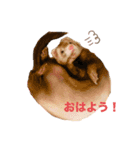 フェレットのぽんずときなこ（個別スタンプ：1）