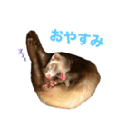 フェレットのぽんずときなこ（個別スタンプ：2）
