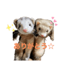 フェレットのぽんずときなこ（個別スタンプ：3）