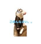 フェレットのぽんずときなこ（個別スタンプ：6）
