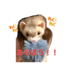 フェレットのぽんずときなこ（個別スタンプ：7）