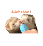 フェレットのぽんずときなこ（個別スタンプ：10）