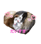 フェレットのぽんずときなこ（個別スタンプ：15）