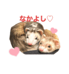 フェレットのぽんずときなこ（個別スタンプ：16）