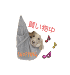 愛犬シュシュ3♂（個別スタンプ：1）