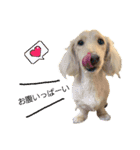愛犬シュシュ3♂（個別スタンプ：2）