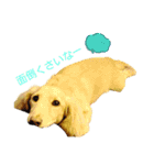 愛犬シュシュ3♂（個別スタンプ：3）